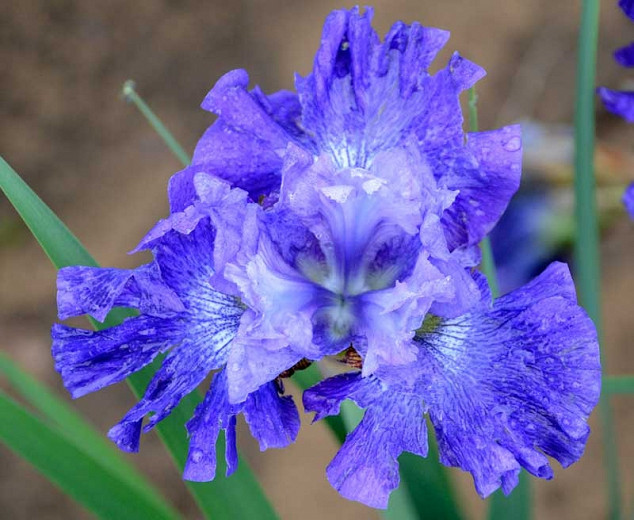 Siberian Iris Blueberry Fair, Iris Siberica Blueberry Fair, Siberian flag Blueberry Fair, Blue Flowers, Blue Iris, Blue Siberian iris
